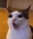 yapping