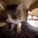 catEXCITE