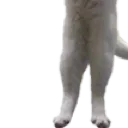 longcat3
