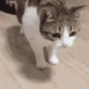 catflop