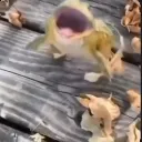 Frog2