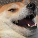 DOGE