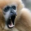 Gibbon