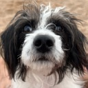 d_Sniff custom emote | ☽・𝙇𝙪𝙣𝙖𝙧 𝙇𝙤𝙪𝙣𝙜𝙚・☽ 𝘈𝘯𝘪𝘮𝘦 ✦ 𝘔𝘶𝘴𝘪𝘤 ✦ 𝘊𝘩𝘢𝘵