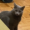 c_excuse Discord sticker from ☽・𝙇𝙪𝙣𝙖𝙧 𝙇𝙤𝙪𝙣𝙜𝙚・☽ 𝘈𝘯𝘪𝘮𝘦 ✦ 𝘔𝘶𝘴𝘪𝘤 ✦ 𝘊𝘩𝘢𝘵