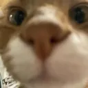 sniff2