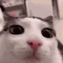 plink plink