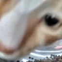 curiosity