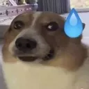dogthankfultojesus