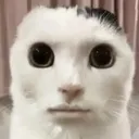 kimoneko kimoneko