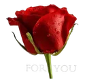 Rose_for_you