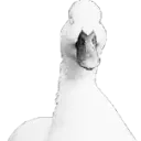 foltstare