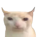 bruhcat bruhcat