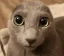 ca13ploobie ca13ploobie