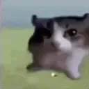 ca15gatoexplode ca15gatoexplode