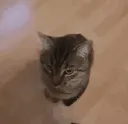 ca66jumpscare