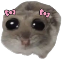 Discord Emote sz_hampter_bigeyes: