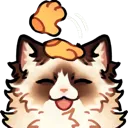 41r_patscatragdoll