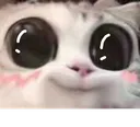 cat_big_eyes