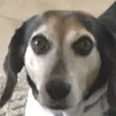 lucy_stare