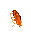 raveroach