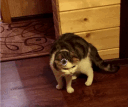 lagcat Discord emoji
