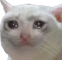 sadcat