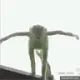 kermit kermit