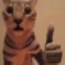 FR_catyesyesyes