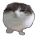 WawaCatStatic