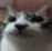 duncan