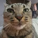LPDS_Gato