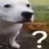 question_dog