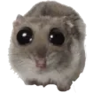 pwease
