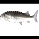fish fish