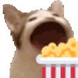 popCatPopcorn Discord Emoji
