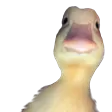 duckstare