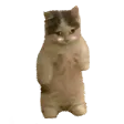 catcat