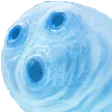 pogWORM