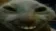 catxdd