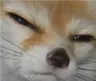 foxsquint
