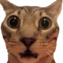 KittyGasp