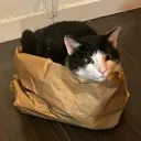 catinthebackdikZAK