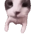 Cat_Kiss