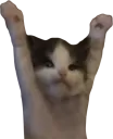 catHELP