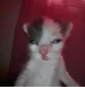whar