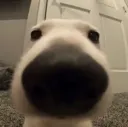 Snoot
