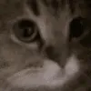 cattomeow cattomeow
