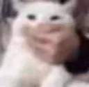 kittybeingsilenced Discord Emoji