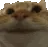 CatNodders